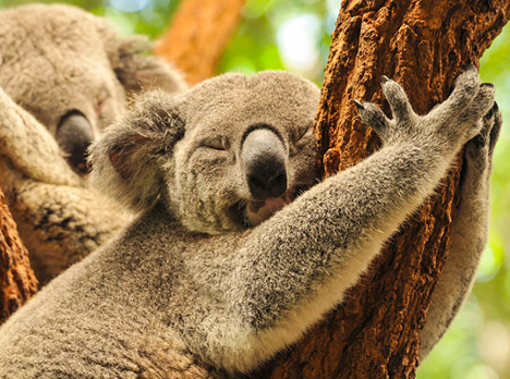 This image has an empty alt attribute; its file name is koala_hugging.png